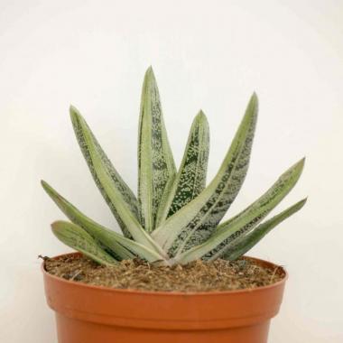 Gasteria little warty